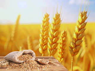 Día Mundial de los Cereales