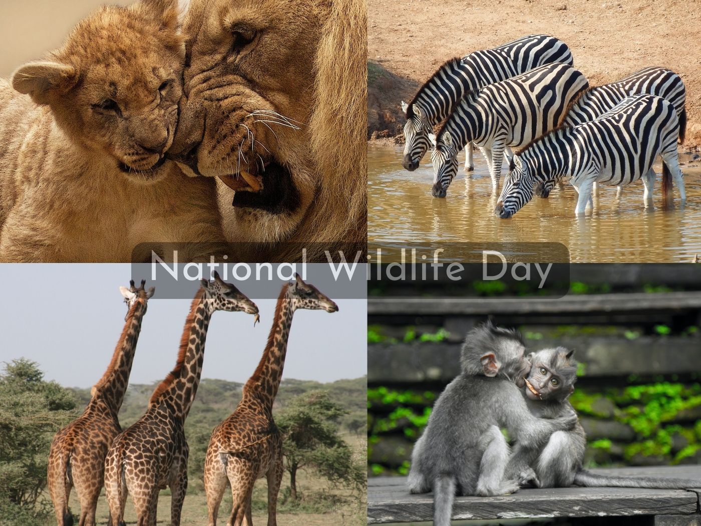 National Wildlife Day September 4 Calendarr