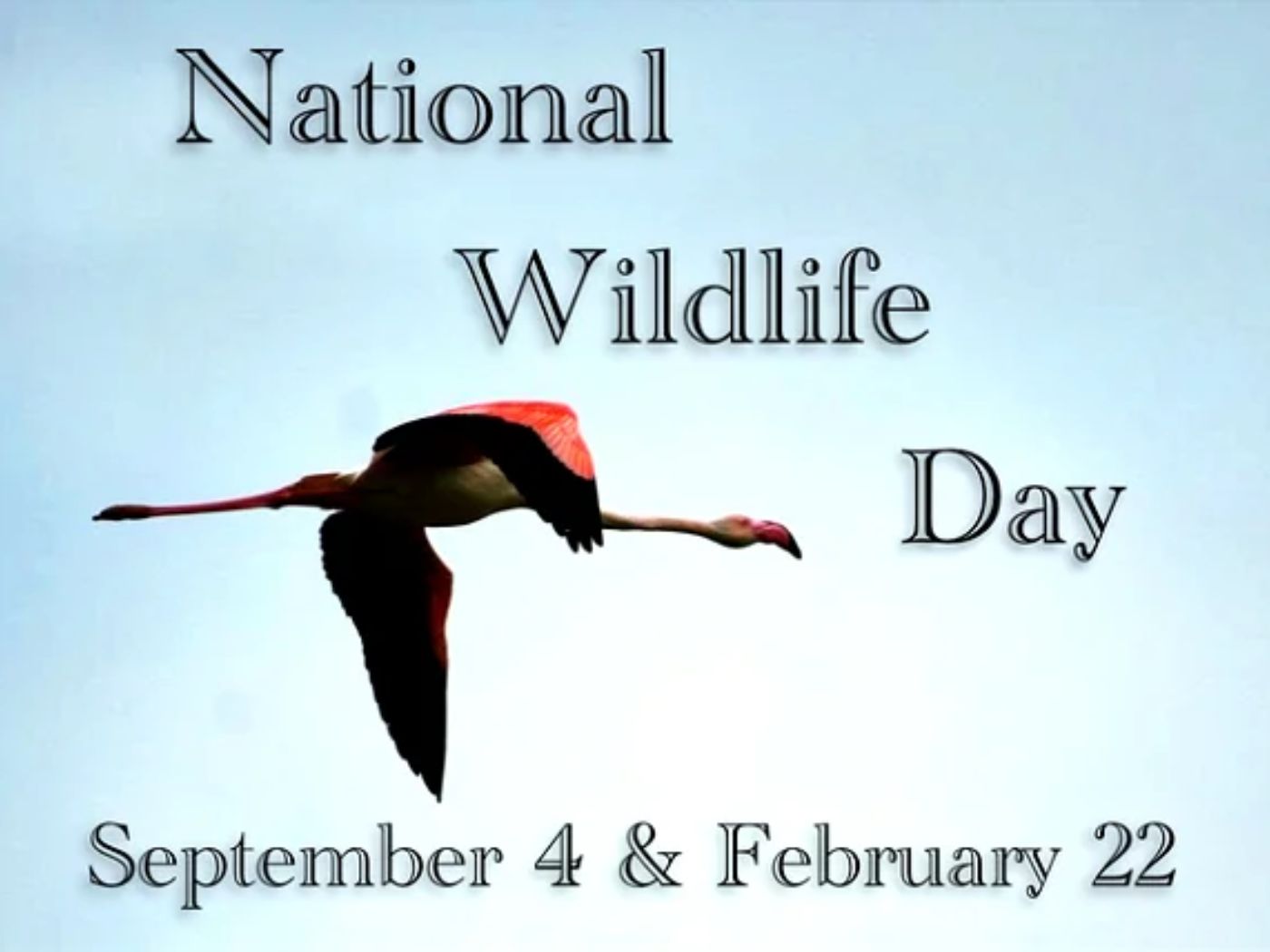 WILDLIFE CONSERVATION DAY - December 4 - National Day Calendar