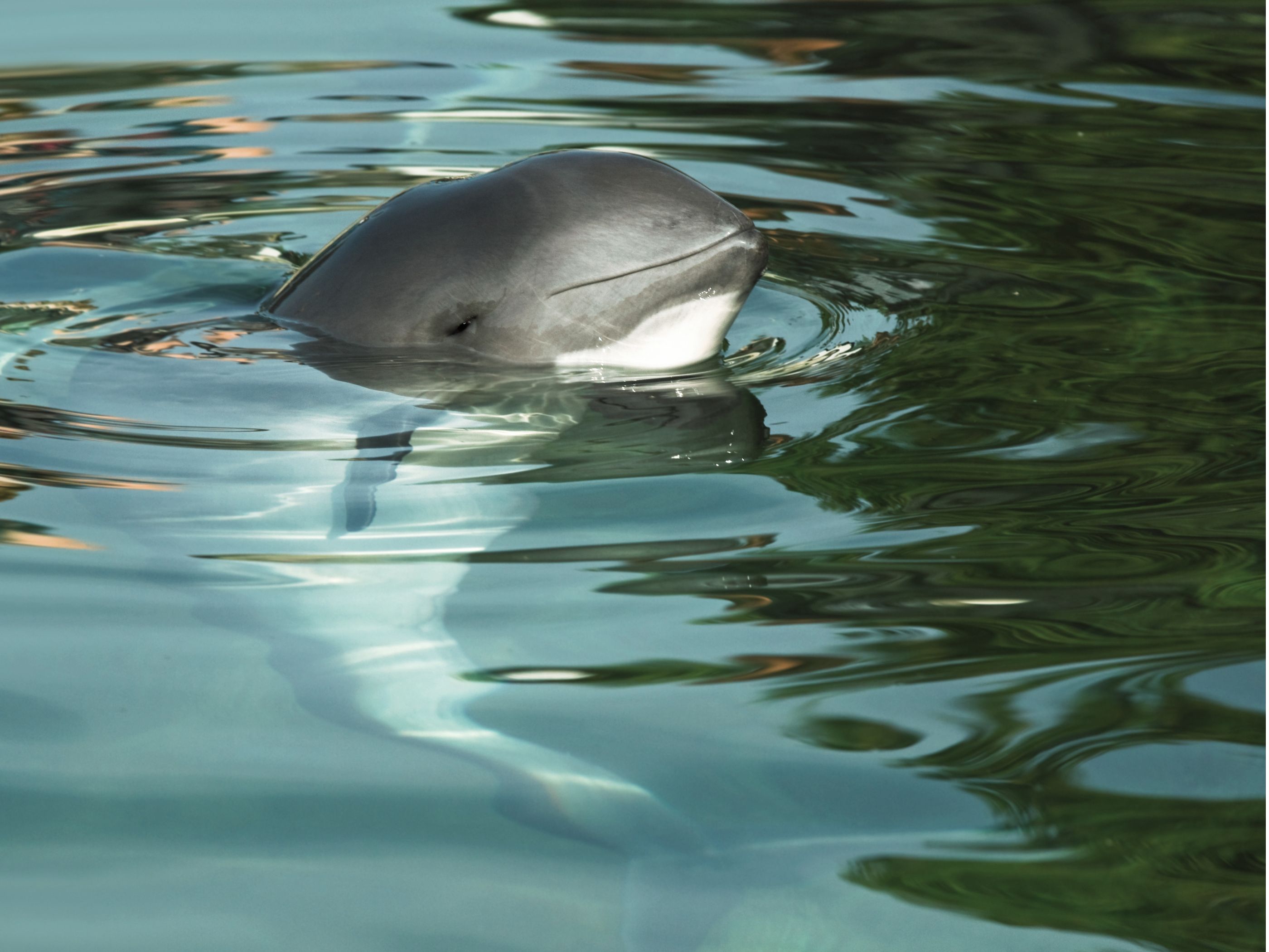 Día Mundial de la Vaquita Marina