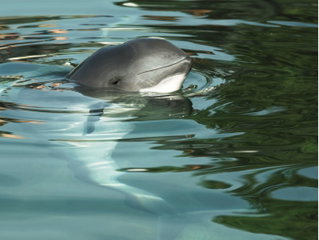 Día Mundial de la Vaquita Marina