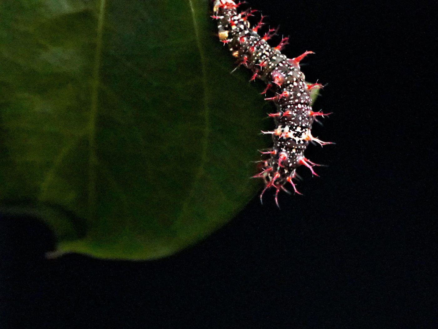 Nature Photography Day