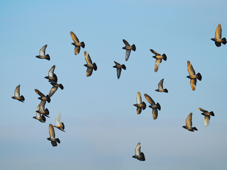 Dia Mundial das Aves Migratórias