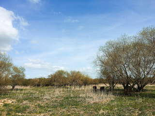Dia Nacional da Caatinga