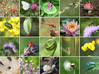 Dia Internacional da Biodiversidade Biológica