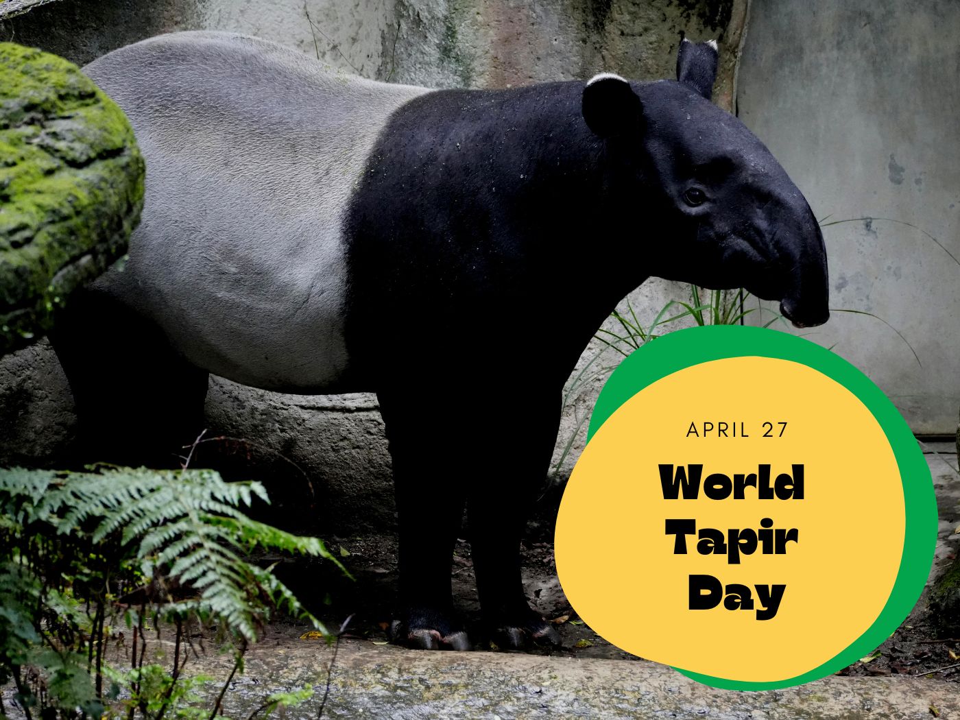 World Tapir Day