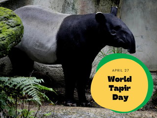 World Tapir Day