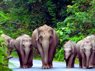 Día del Elefante Tailandés