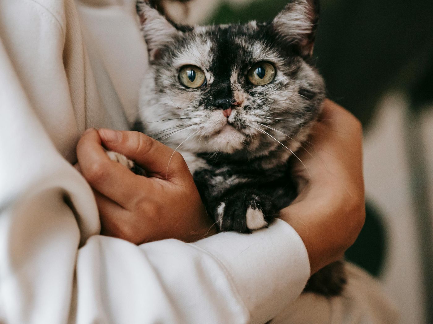 National Hug Your Cat Day