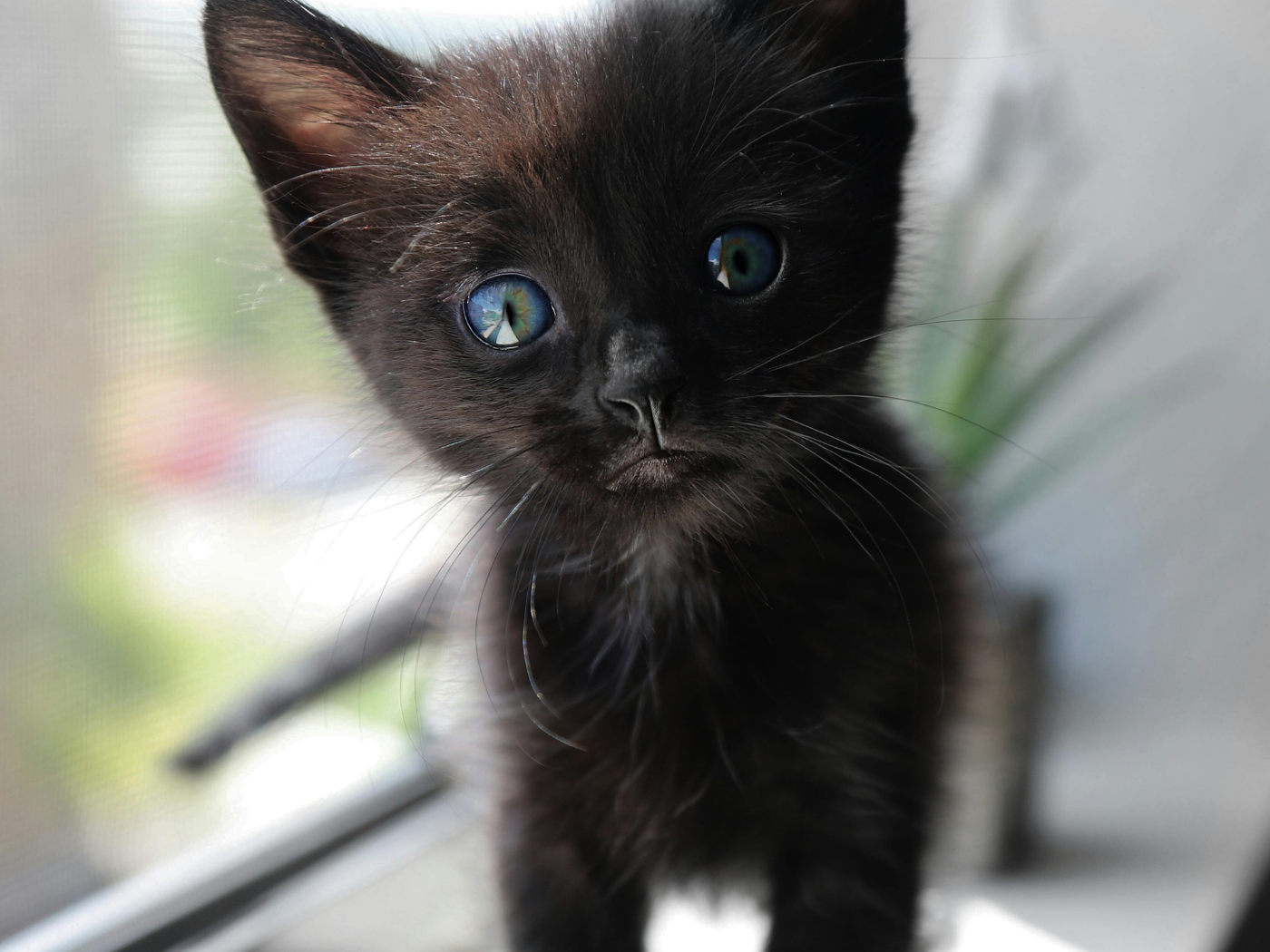 International Rescue Cat Day