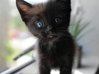 International Rescue Cat Day