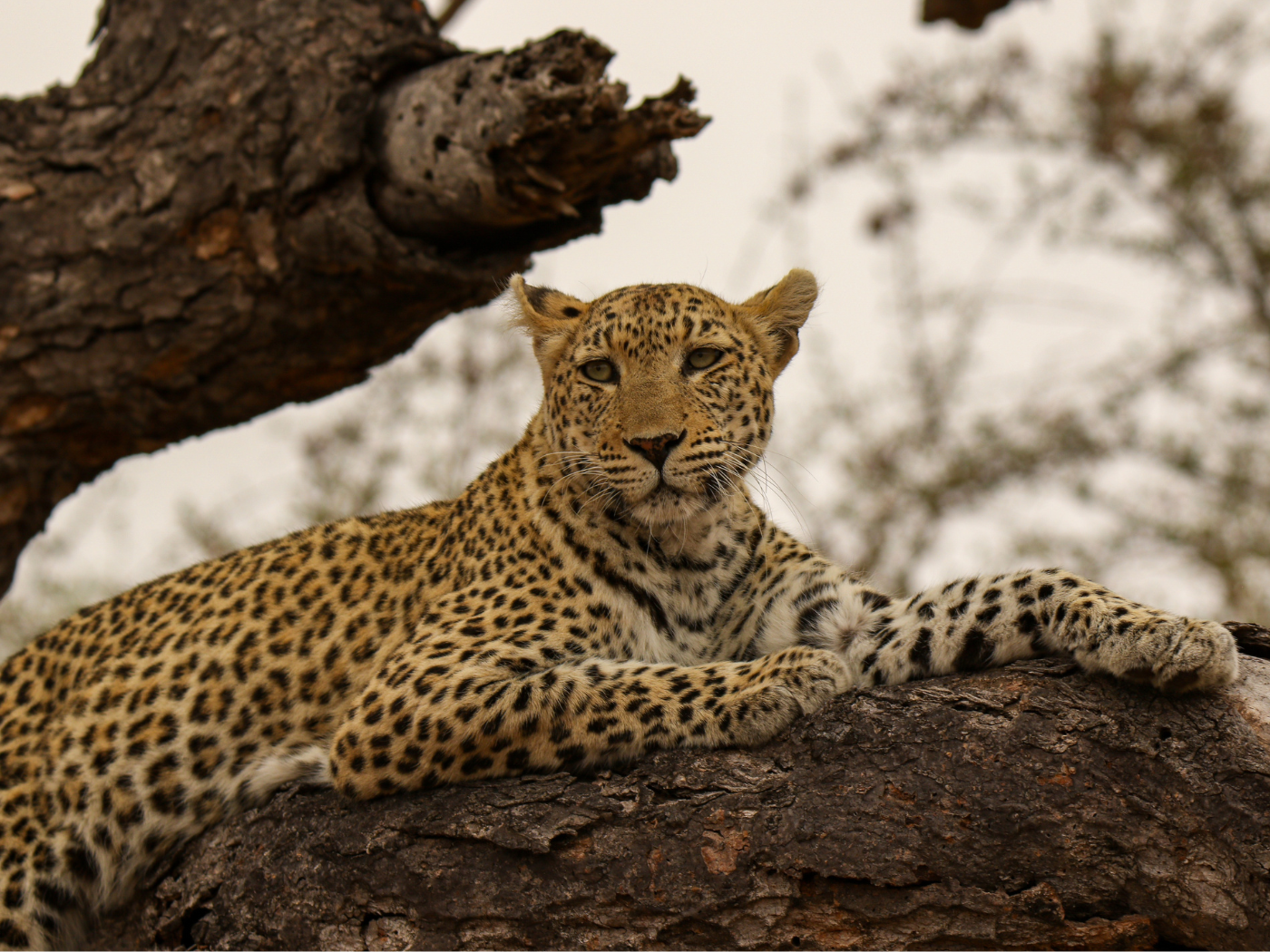 Dia Internacional do Leopardo Árabe