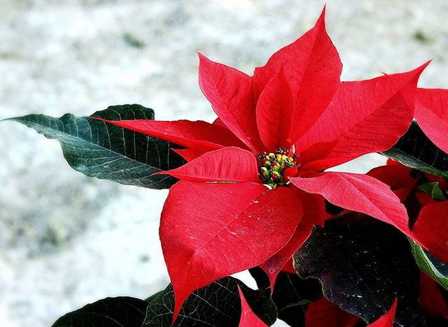 flor característica de la navidad