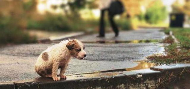 cão abandonado