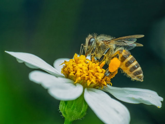 abelha sobre flor