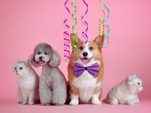 cães e gatos arrumados para festa