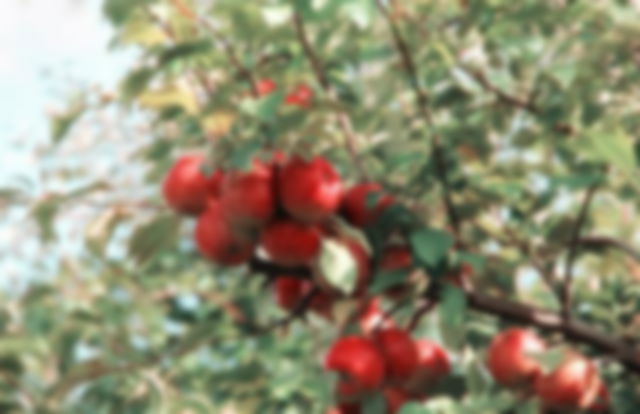 A branch of apples with a bright white background