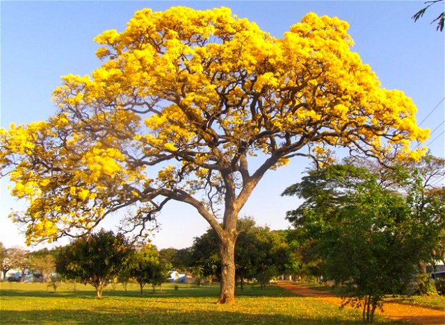A árvore símbolo do Brasil é o Ipê Amarelo
