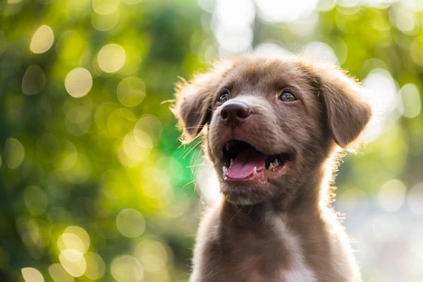 dia do cão