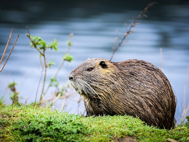 castor à beira de rio