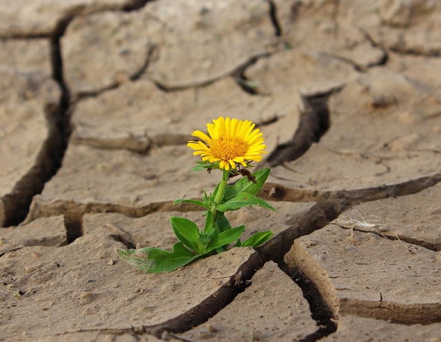 solo seco com uma flor