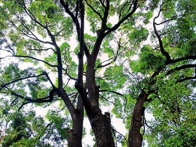 Día Mundial del Árbol