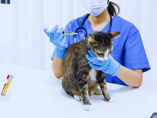 veterinário vacinando gato