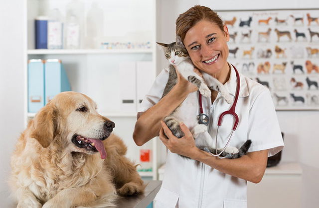 dia do veterinário