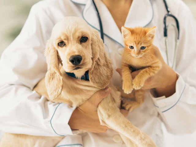 Día Mundial de la Esterilización Animal: veterinaria con un perro y un gato