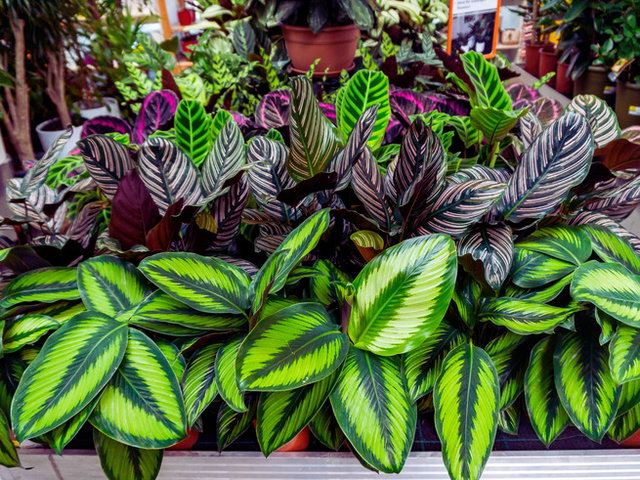 Día Internacional de la Fascinación por las Plantas