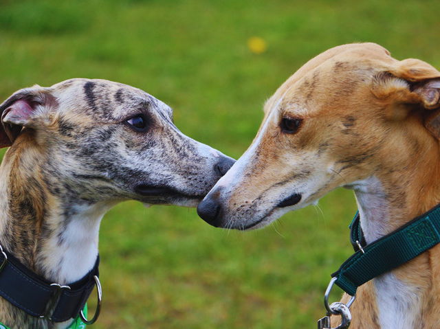 D&iacute;a Mundial del Galgo: dos galgos frente a frente