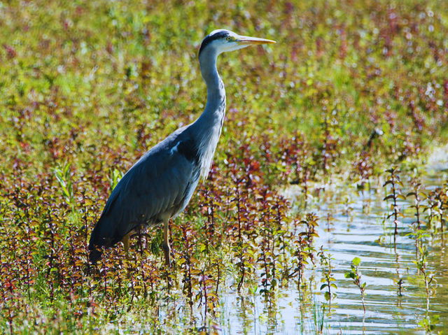 Ave migratoria en humedal rodeada de vegetaci&oacute;n