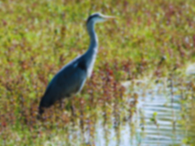 Ave migratoria en humedal rodeada de vegetación