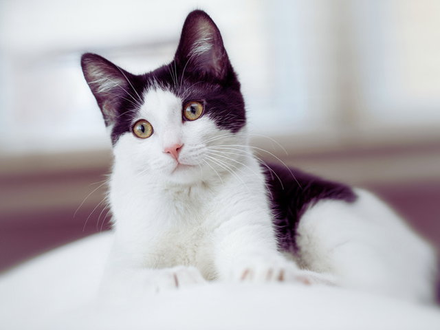 Día Internacional del gato