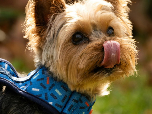 cachorro pequeno mostrando a língua