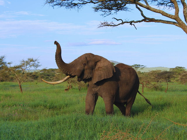 elefante na selva