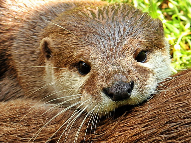 Día Mundial de la Nutria