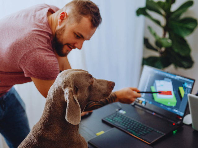 Día de llevar a tu perro al trabajo: perro observando la pantalla de un portátil