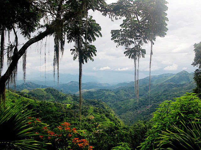 Día Mundial de las Selvas Tropicales