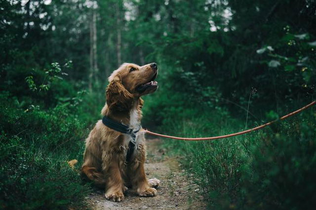 A curly haired dog sat on a path with a lead on, looking at it‘s owner who is off the edge of the photo