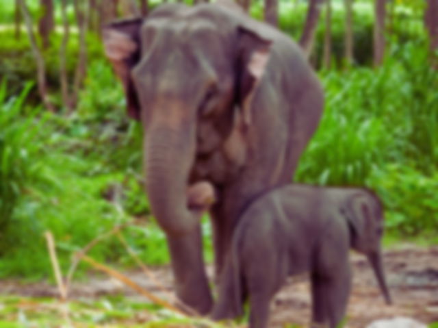 Elefantes tailandeses: adulto y su cría