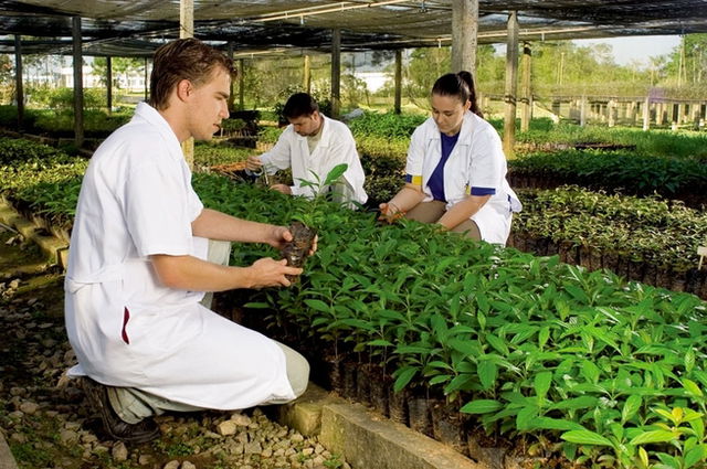 engenheiro florestal