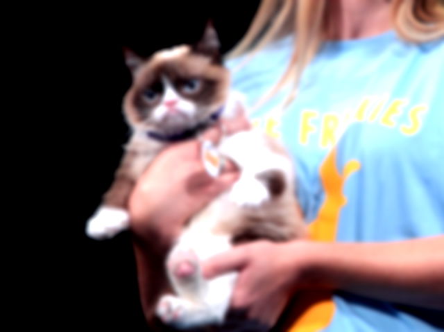 Grumpy Cat held by a person