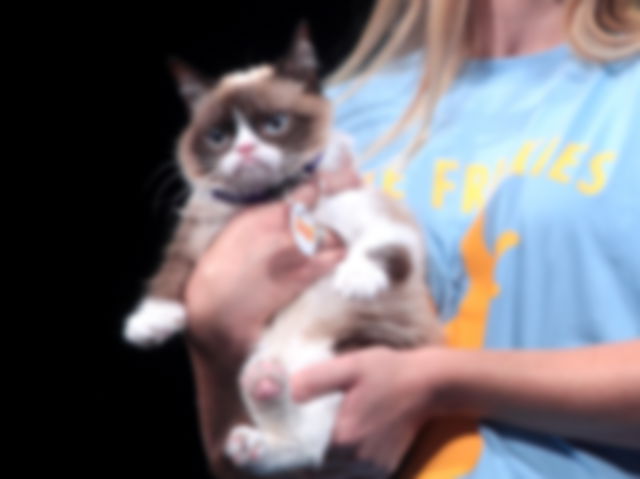 Grumpy Cat held by a person