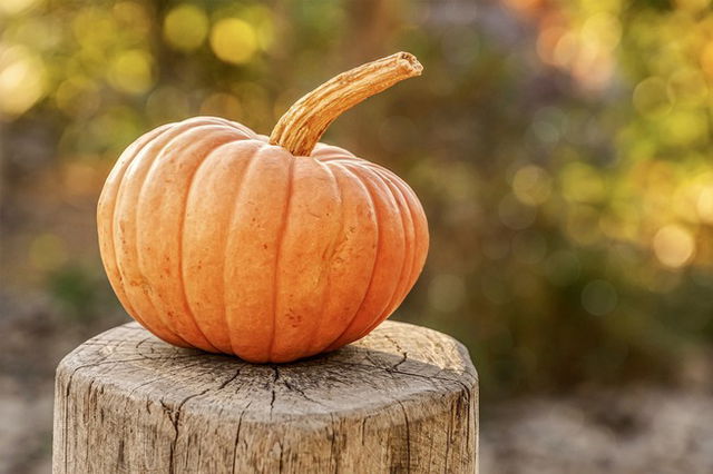 Pumpkin on tree stump