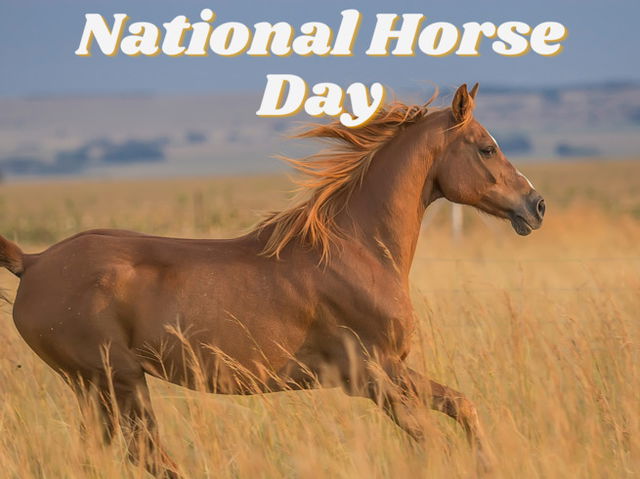 National Horse Day