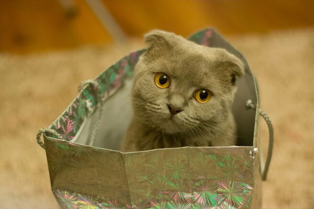 A little kitten with drooping ears and big eyes sat in a paper bag