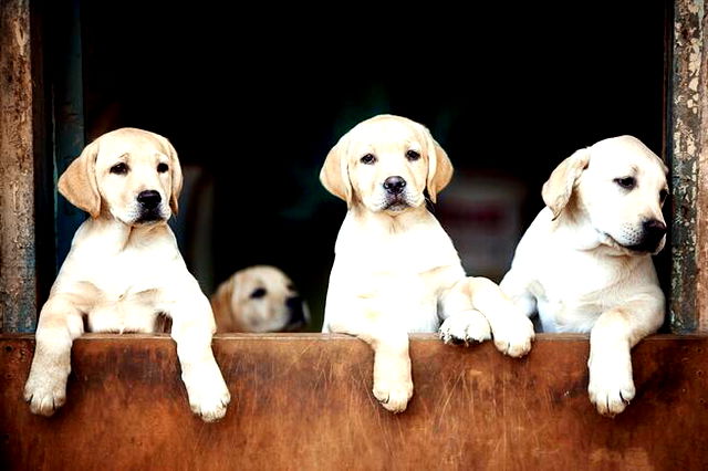 three blond labradors on their hind legs perched and looking melancholy over a fence