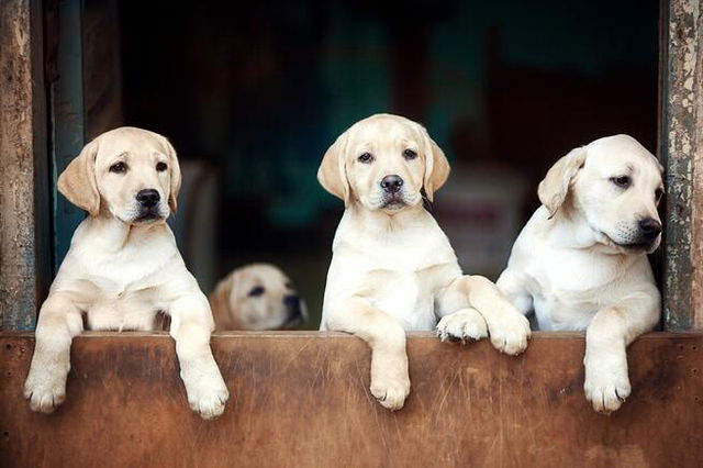 three blond labradors on their hind legs perched and looking melancholy over a fence