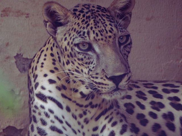 Leopardo &aacute;rabe en cautividad